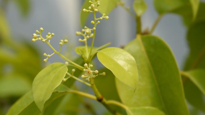 怎么喝茶才干更摄生？这么多种茶你应该喝哪种？